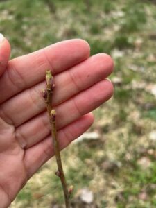 černý rybíz pupeny