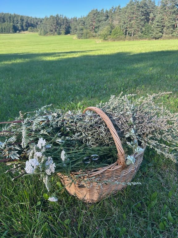Živé kurzy - bylinková procházka v Pošumaví - košík s bylinkami